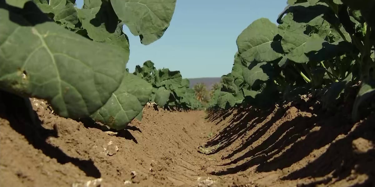Arizona’s agricultural industry contributes $30.9 billion to state economy