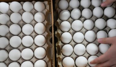 Mat og drikke, Egg | Mattilsynet: Store mengder ulovlige importegg solgt i Norge