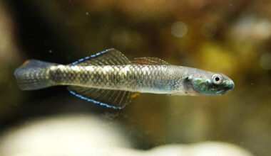New fish species named in Taiwan by NSYSU team