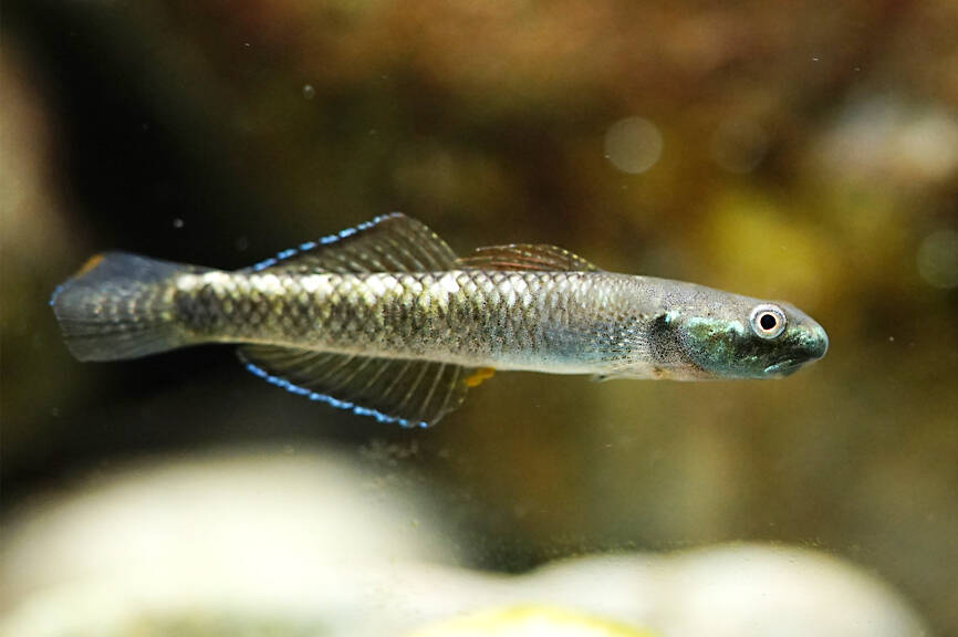 New fish species named in Taiwan by NSYSU team