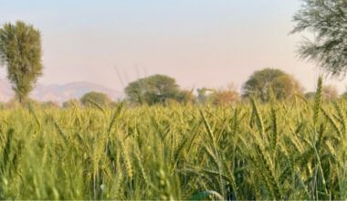 Collaborative solutions for Climate Action, Environment and Food Security