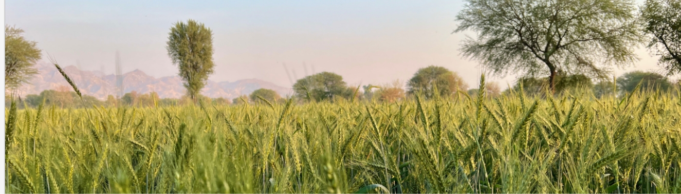 Collaborative solutions for Climate Action, Environment and Food Security