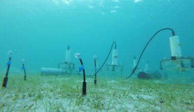 Georgia scientists look to seagrass for climate solutions