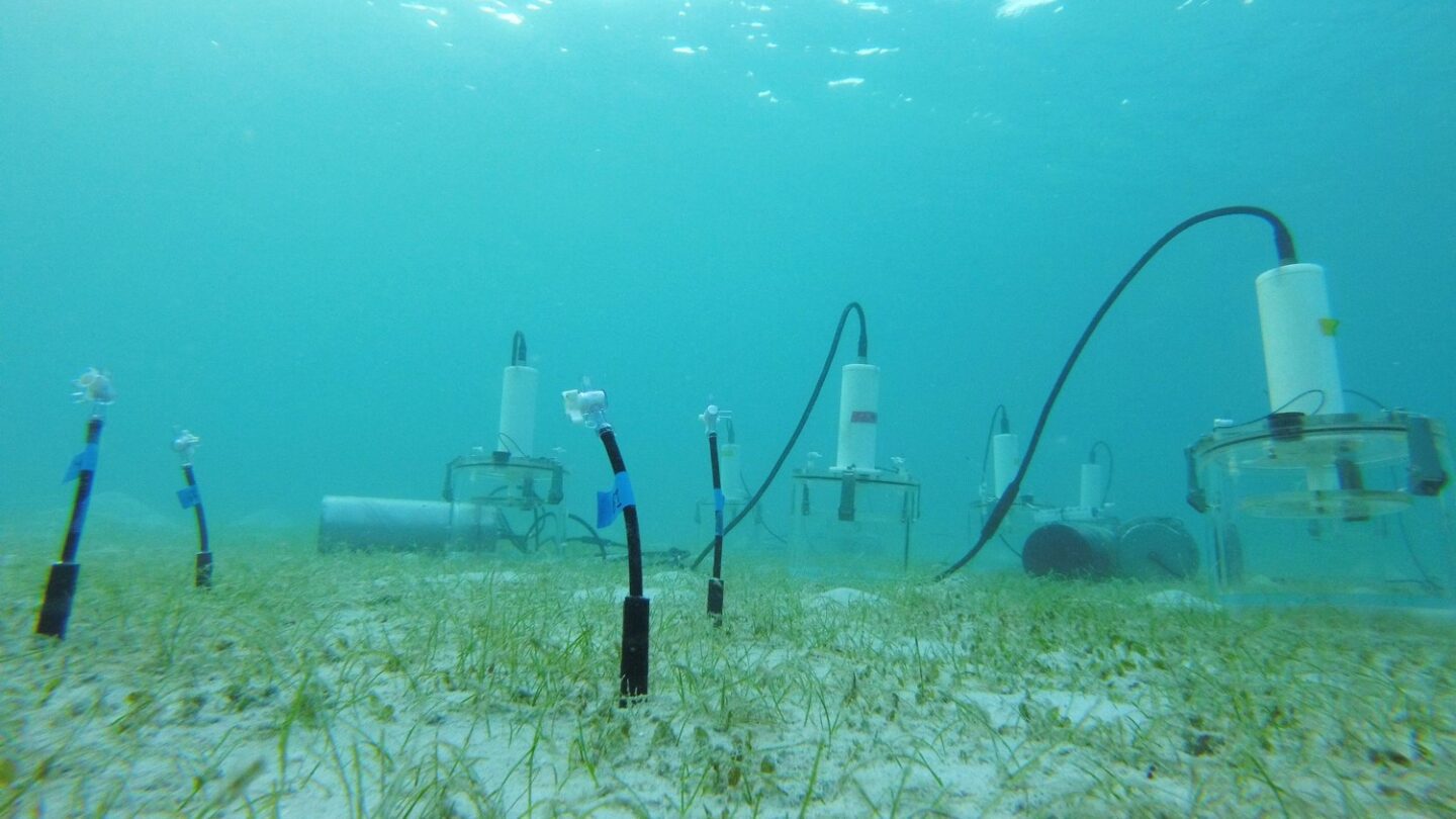 Georgia scientists look to seagrass for climate solutions