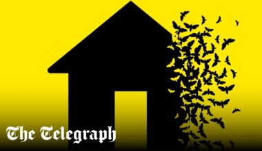 Is trendy eco insulation to blame for Britain's moth problem?