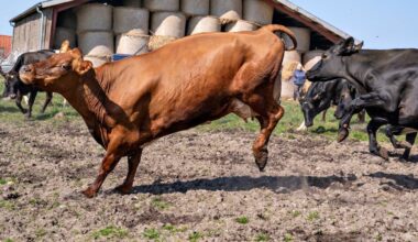 How will taxing cattle’s burps, farts tackle climate change? – Firstpost