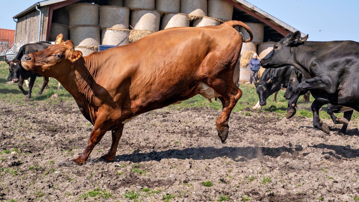 How will taxing cattle’s burps, farts tackle climate change? – Firstpost