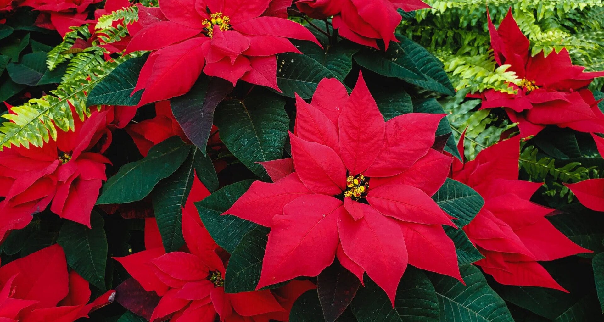 Denmark Lions Club Poinsettia Sale Back for 50th Year