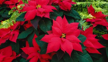Denmark Lions Club Poinsettia Sale Back for 50th Year