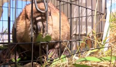 Beaver Wilma sits in a trap in Paradise in this undated photo. (Erin Cox, KSL TV)...