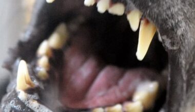 Beiß-Angriff in Luxemburg: 16-Jähriger von drei Hunden attackiert
