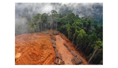 bne IntelliNews - COMMENT: EU Anti-Deforestation Law challenges Brazilian exports and the future of the Mercosur-EU trade deal
