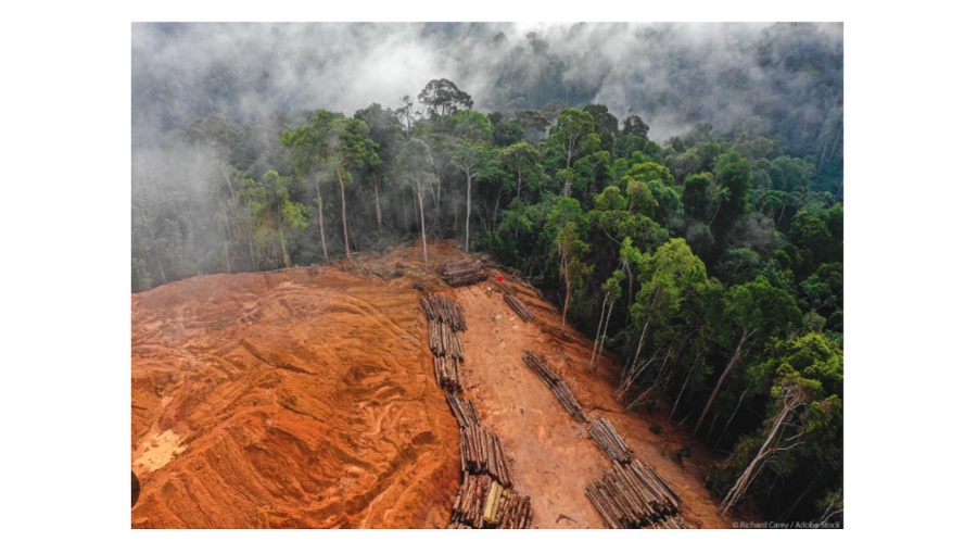bne IntelliNews - COMMENT: EU Anti-Deforestation Law challenges Brazilian exports and the future of the Mercosur-EU trade deal