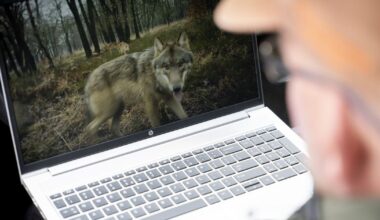 Provincie Utrecht wil hele roedel wolven zenderen, dierenbeschermers vechten vergunning aan