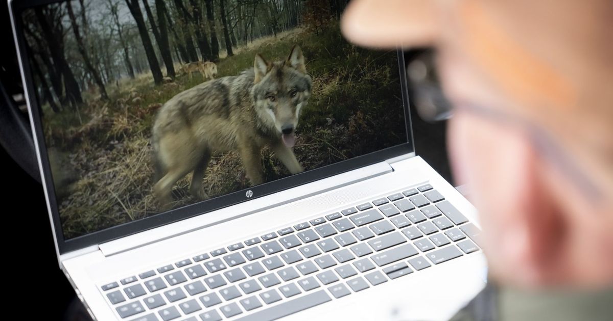 Provincie Utrecht wil hele roedel wolven zenderen, dierenbeschermers vechten vergunning aan