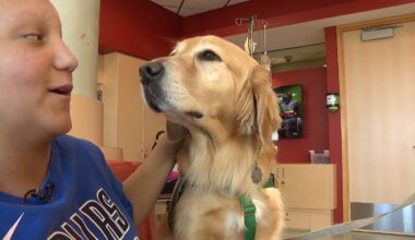 Children’s Health dog therapy program marks 10-year milestone – NBC 5 Dallas-Fort Worth