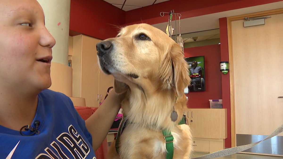 Children’s Health dog therapy program marks 10-year milestone – NBC 5 Dallas-Fort Worth