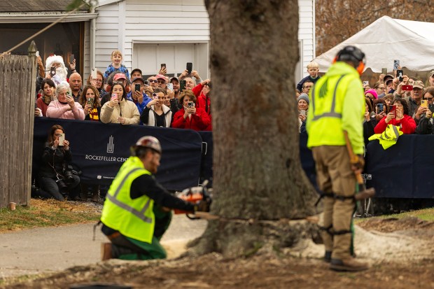 A Norway Spruce that will serve as this year's Rockefeller Center Christmas tree is cut down Thursday in West Stockbridge, Mass. (AP Photo/Matthew Cavanaugh)