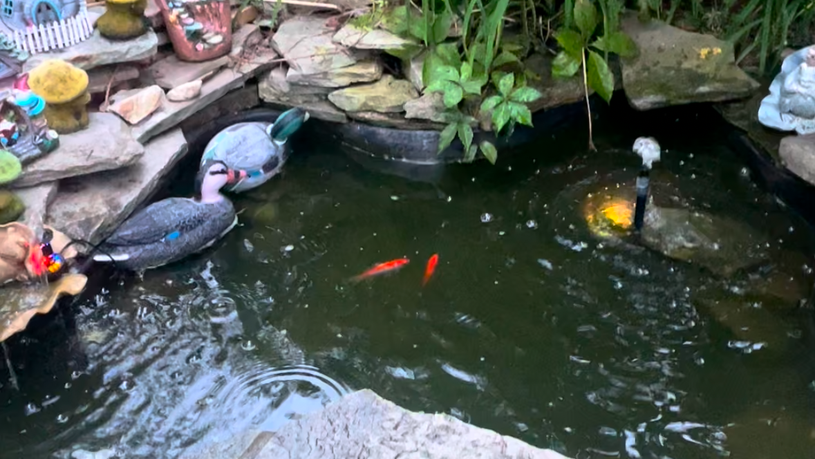 I tried Google Learn About to care for my koi fish— here’s what happened