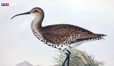 Probable extinction du courlis à bec grêle en Europe : comment sait-on qu'une espèce a disparu ?