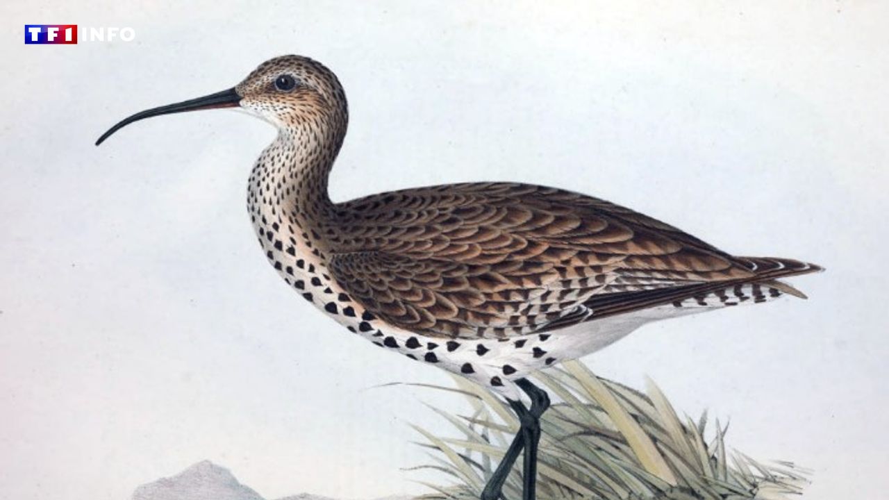 Probable extinction du courlis à bec grêle en Europe : comment sait-on qu'une espèce a disparu ?