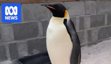 Emperor penguin arrives on WA beach thousands of kilometres from home