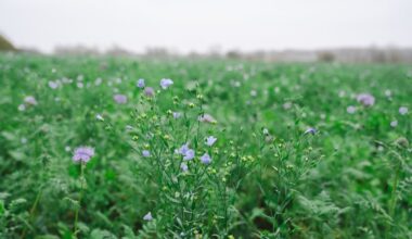 Carlsberg Denmark prepares its first beer with regeneratively grown raw materials