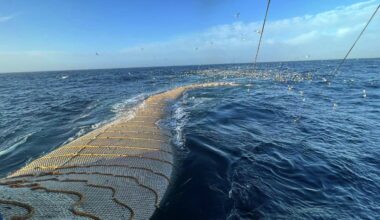 Norway mackerel, herring export prices tick up, herring fillet volumes spike
