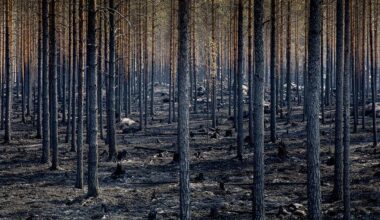 2023 among the 5 worst years for wildfires in Europe, Commission report shows
