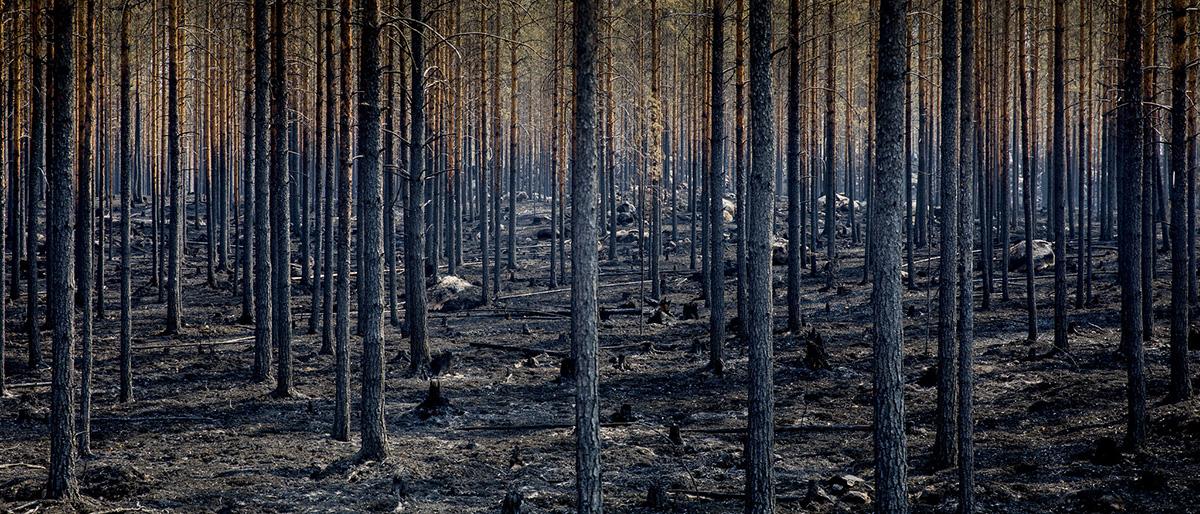 2023 among the 5 worst years for wildfires in Europe, Commission report shows
