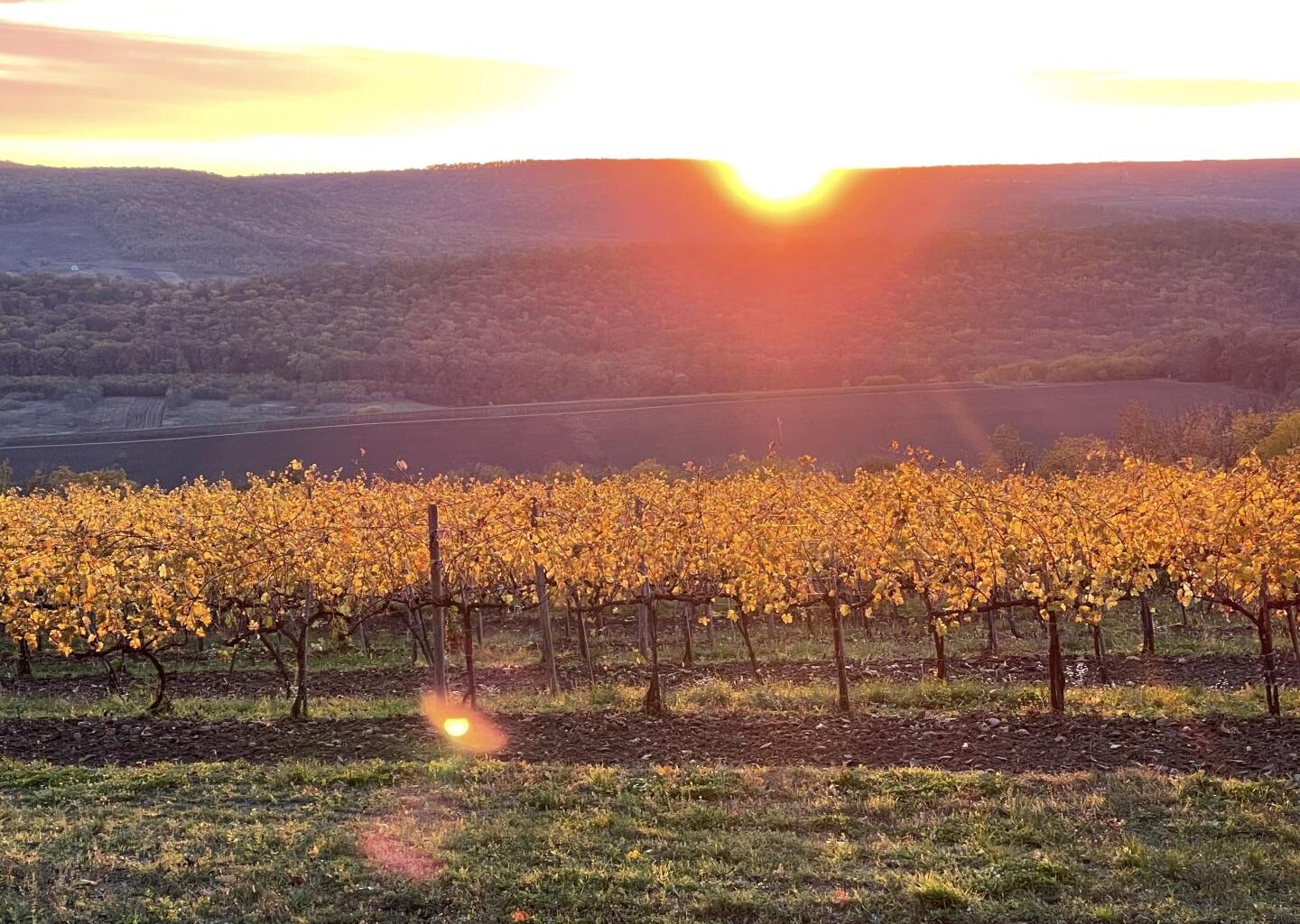 Moldovan wine-makers have access to a regenerative viticulture platform, created with UNDP-Czech support