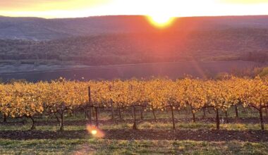 Moldovan wine-makers have access to a regenerative viticulture platform, created with UNDP-Czech support