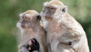 43 monkeys escape South Carolina research facility; police warn residents to secure doors and windows
