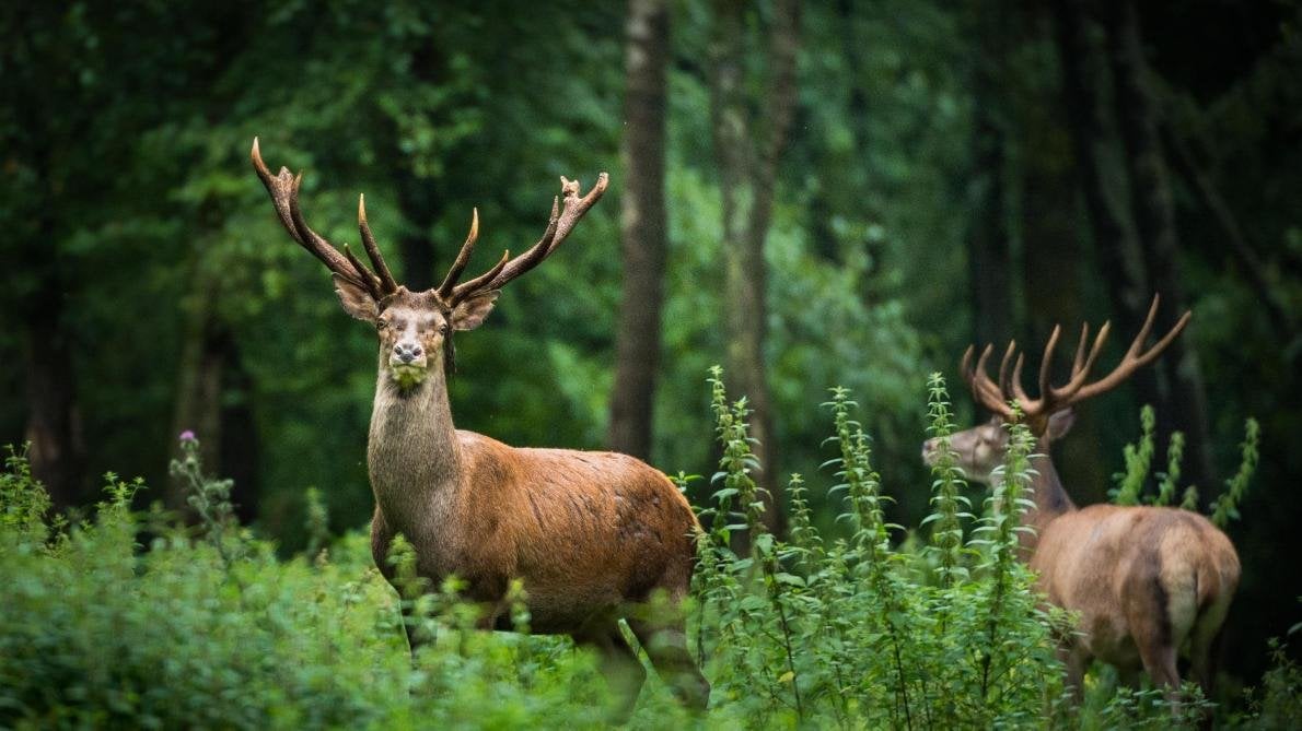Accident de chasse : un cerf piétine un chasseur