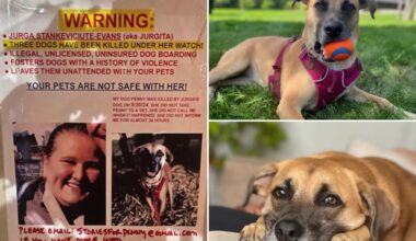 Unlicensed NYC boarder’s business operating despite at least 3 dog deaths: grieving pooch owners