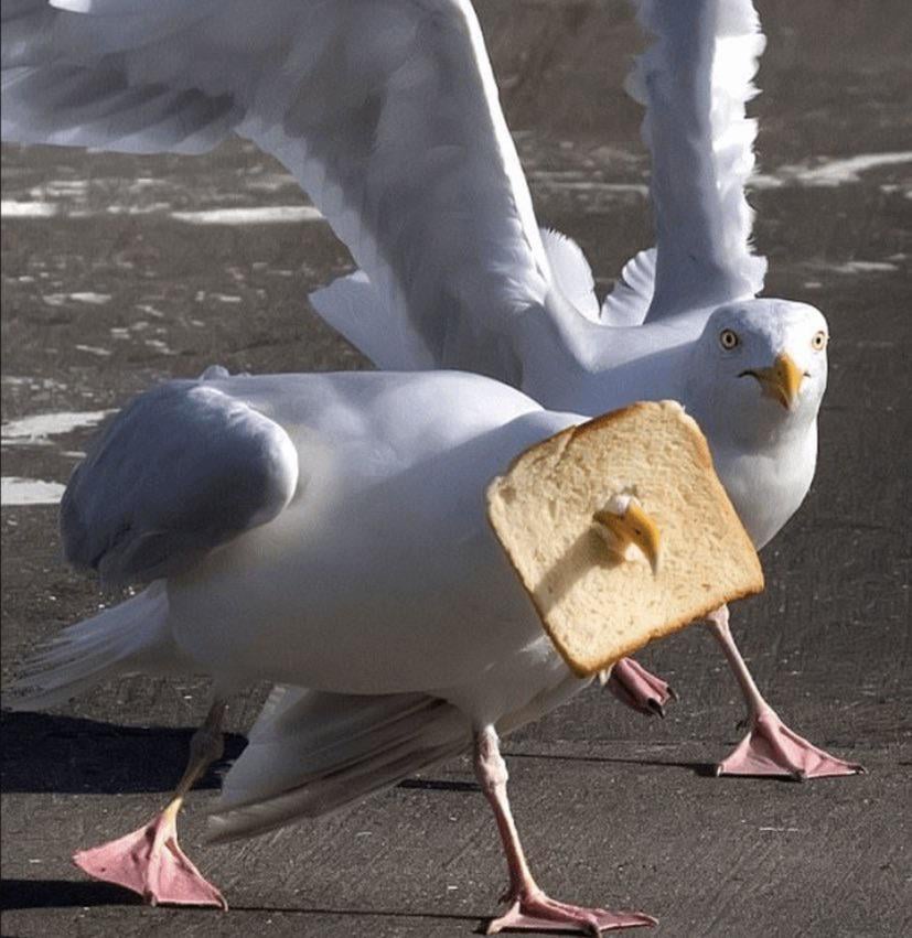 Millionaires in the seagull community