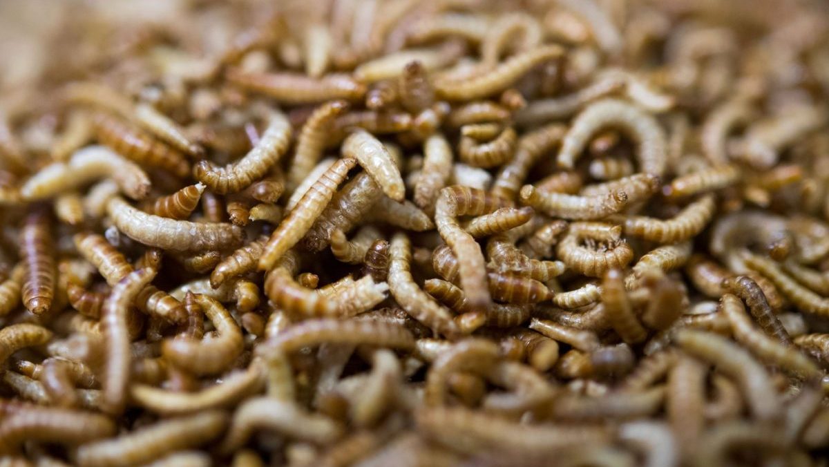 Objavili druh múčneho červa, ktorého larvy vedia stráviť polystyrén