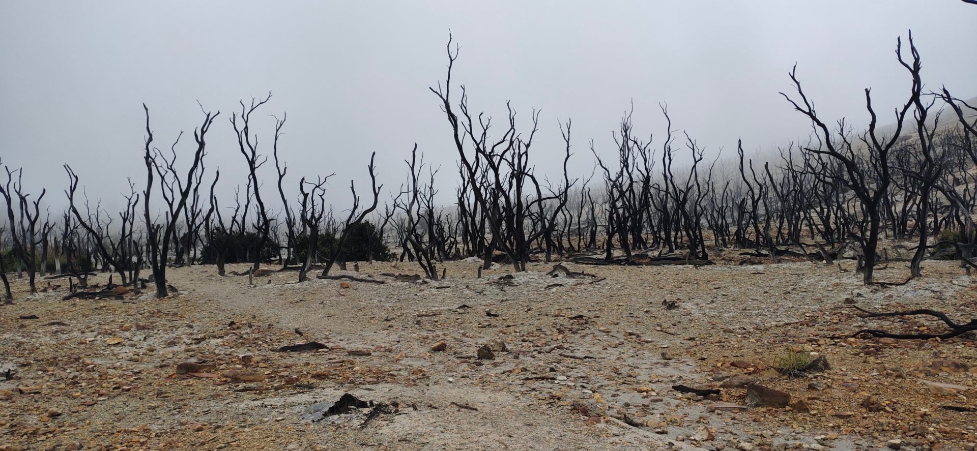 Misguided Tree Planting May Worsen Global Warming in High Latitude Regions – One Green Planet