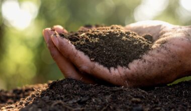 Azerbaijan leads environmental restoration and climate action efforts ahead of COP29