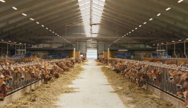 Denmark’s livestock emissions tax gets the nod in parliament