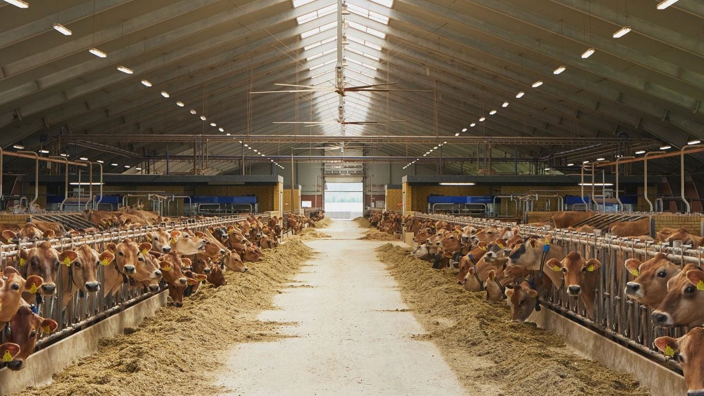 Denmark’s livestock emissions tax gets the nod in parliament