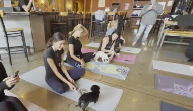 Puppies, yoga mix at Farmington Hills business for unique adoption experience