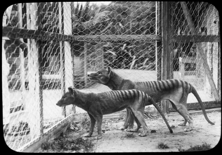 Photo de spécimens de tigres de Tasmanie