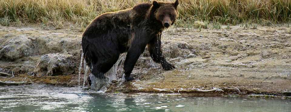 Environmental Groups, Montana Settle Case Over Wolf Trap Rules