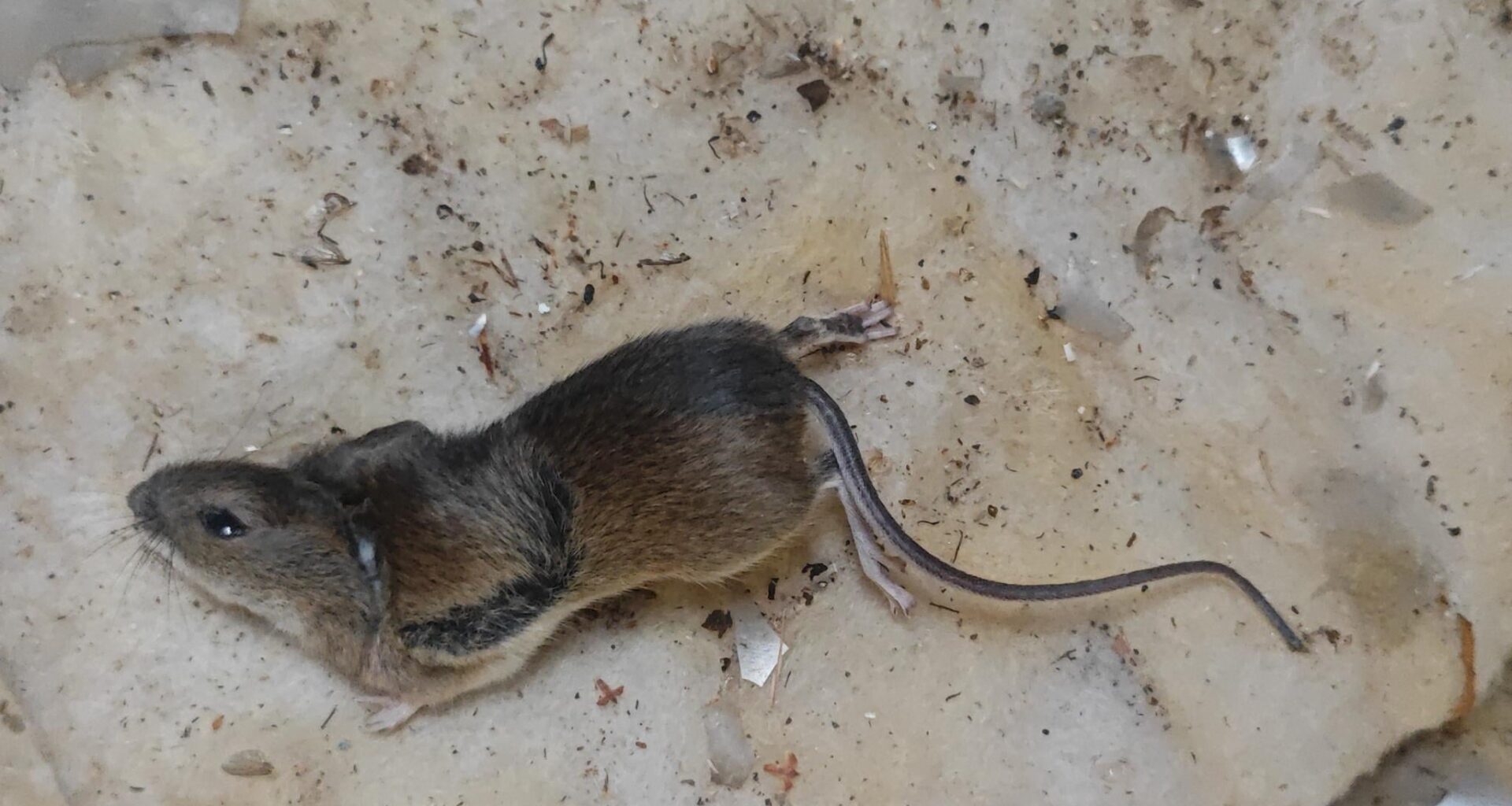 Ratte oder Maus