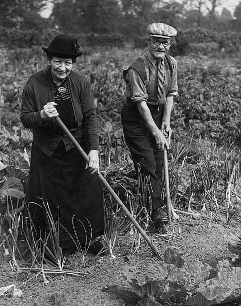7th August 1948: Mr John Hodder and his wife, aged 86 and 80 respectively at work in their allotment in Fulham, London.
(Photo by William Vanderson)