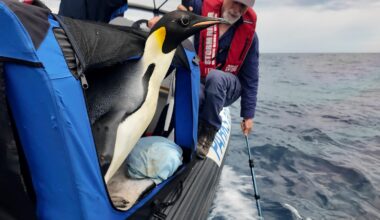 Emperor penguin released at sea 20 days after waddling onto Australian beach