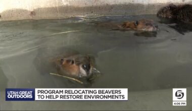 Video: Utah program helping relocate beavers to restore environment