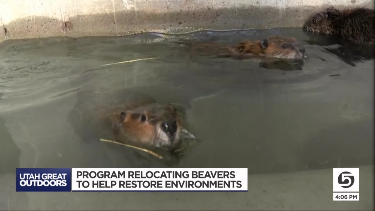 Video: Utah program helping relocate beavers to restore environment