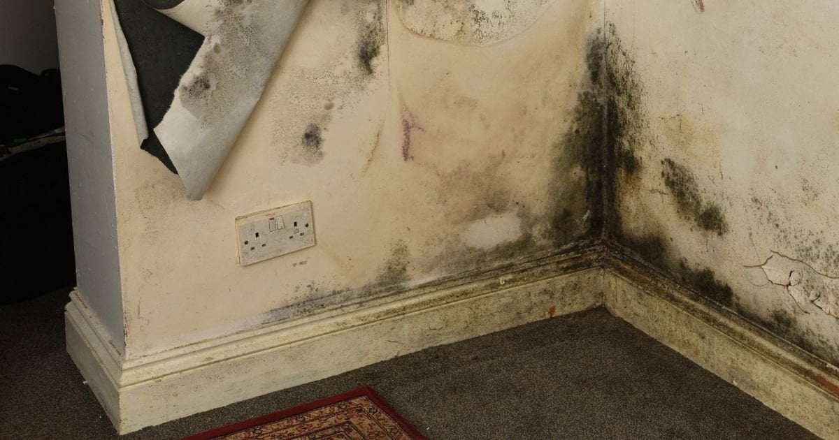 Inside Prince William's black mould-ridden rental properties slammed by tenants